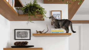Foto de plantas pet friendly 000 - 3