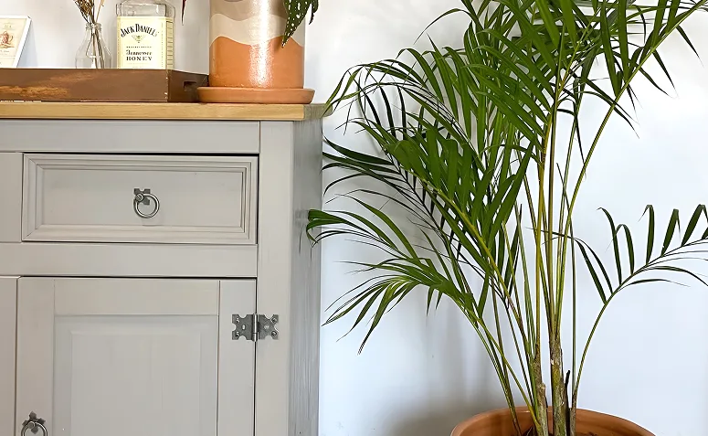 Foto de plantas pet friendly 01 - 1