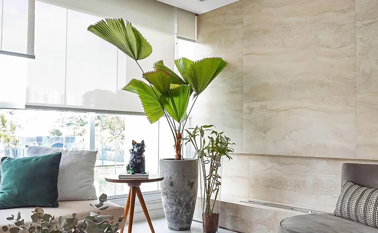 Foto de plantas pet friendly 011 - 11