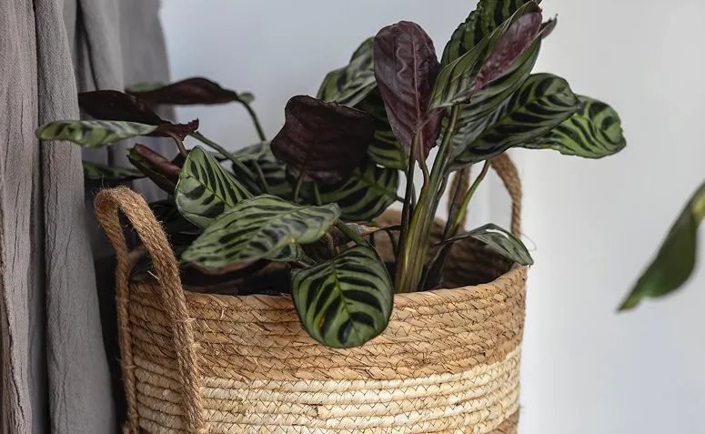 Foto de plantas pet friendly 013 - 13