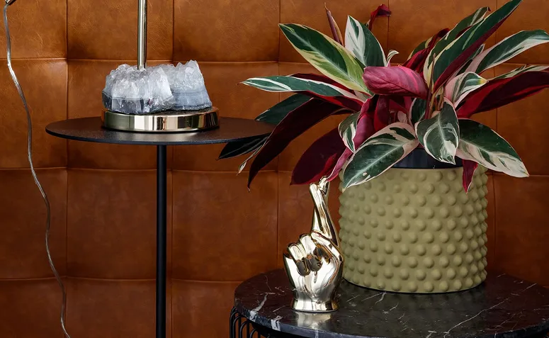 Foto de plantas pet friendly 014 - 14