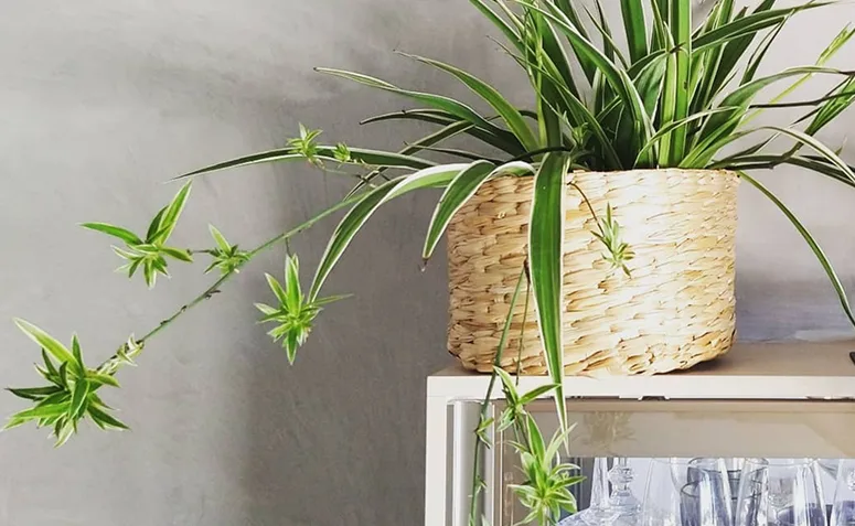 Foto de plantas pet friendly 017 - 17