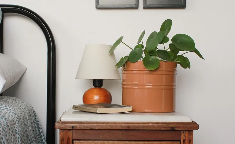 Foto de plantas pet friendly 018 - 18