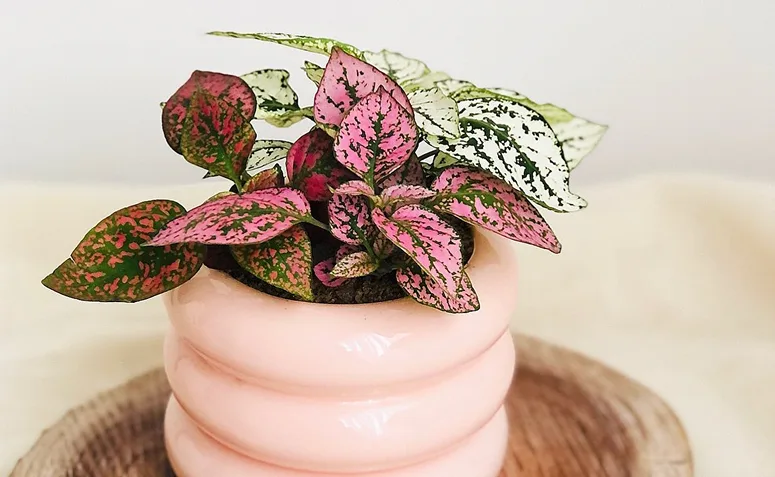 Foto de plantas pet friendly 019 - 19