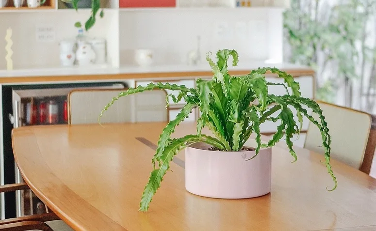 Foto de plantas pet friendly 02 - 2