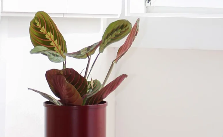 Foto de plantas pet friendly 020 - 20