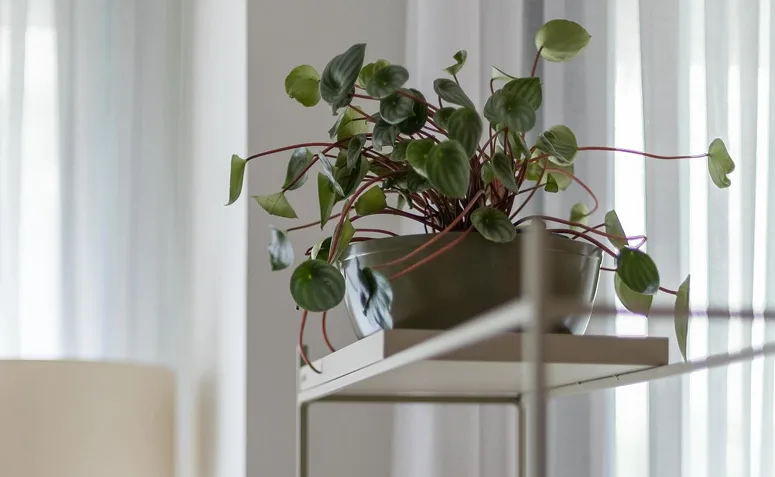 Foto de plantas pet friendly 021 - 21