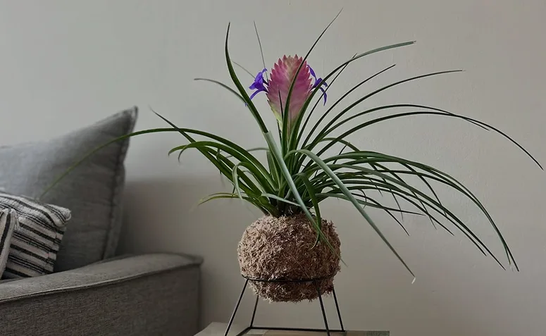Foto de plantas pet friendly 024 1 - 27