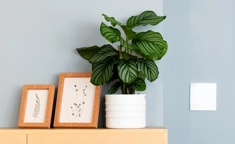 Foto de plantas pet friendly 07 - 7