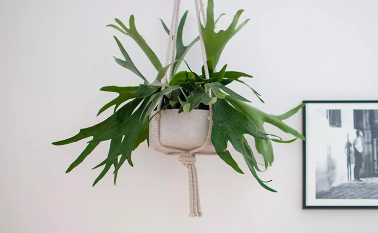 Foto de plantas pet friendly 08 - 8