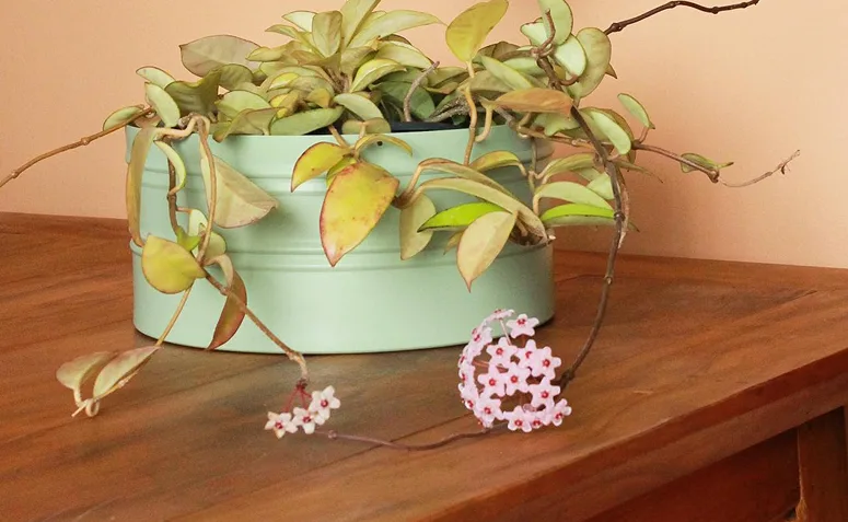 Foto de plantas pet friendly 09 - 9