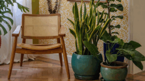 Foto de plantas para iniciantes 000 - 2