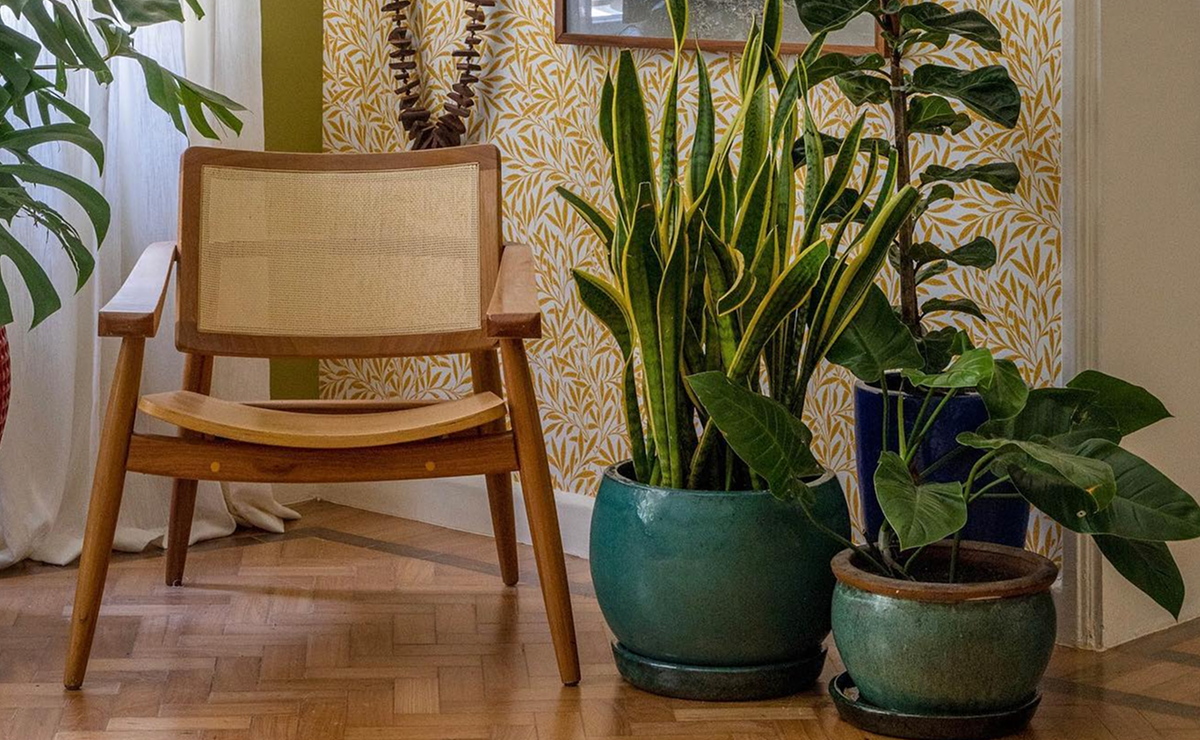 Nunca teve planta? Essas 10 espécies vão te provar que é possível