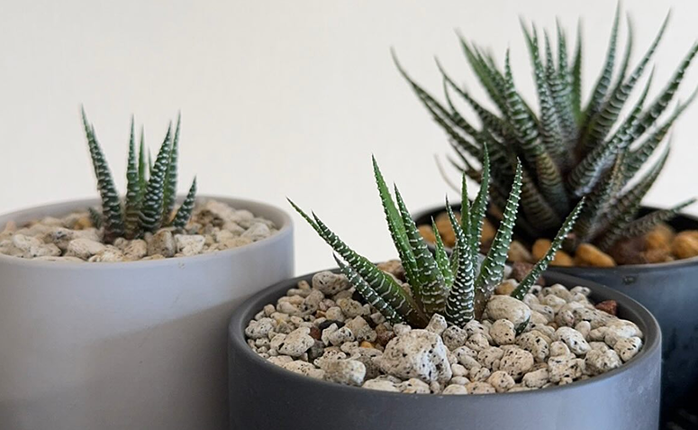 Foto de plantas para iniciantes 05 - 8