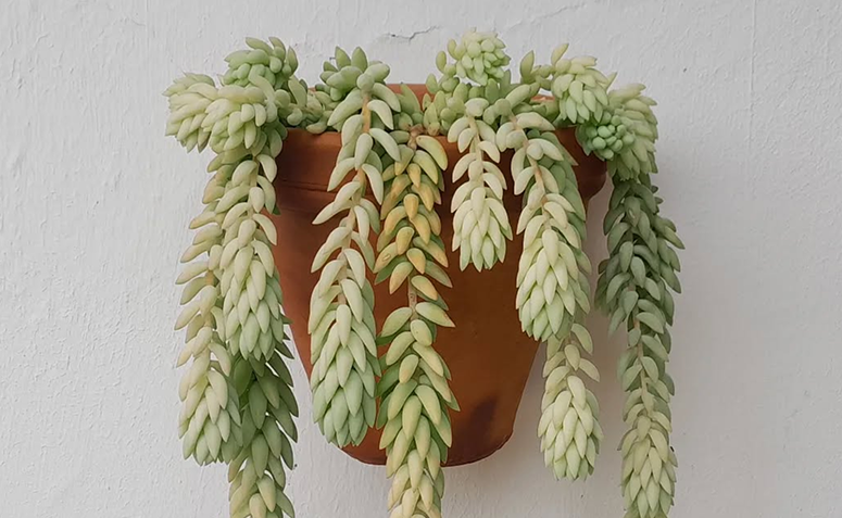 Foto de plantas para iniciantes 09 - 12