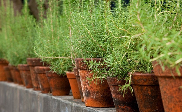Foto de plantas que amam frio 01 1 - 1