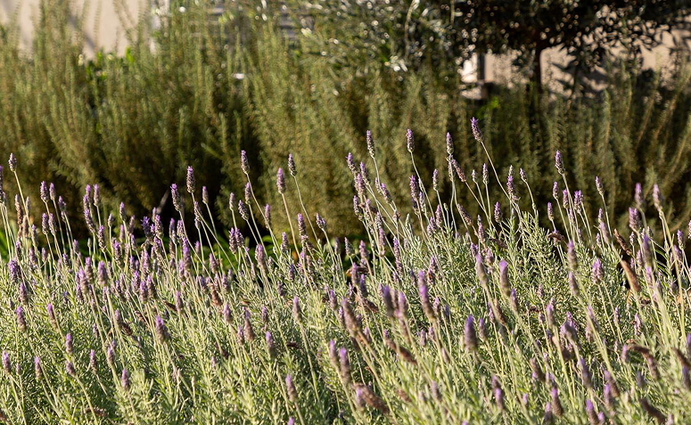 Foto de plantas que amam frio 011 - 15