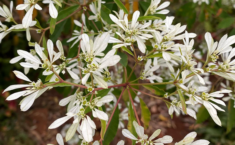 Foto de plantas que amam frio 013 - 17