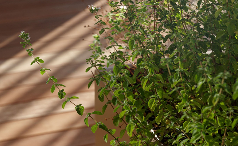 Foto de plantas que amam frio 014 1 - 18