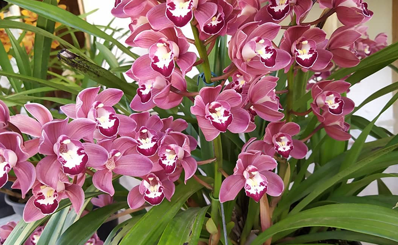 Foto de plantas que amam frio 016 1 - 19