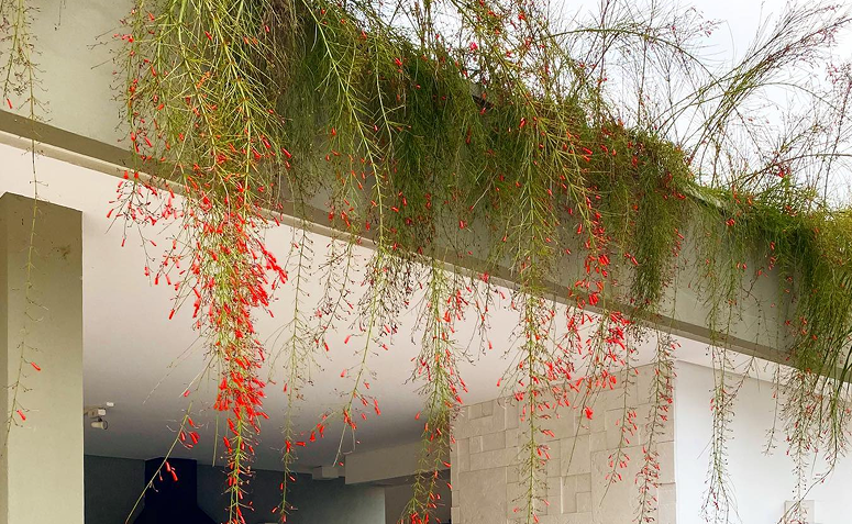 Foto de plantas que amam frio 017 - 21
