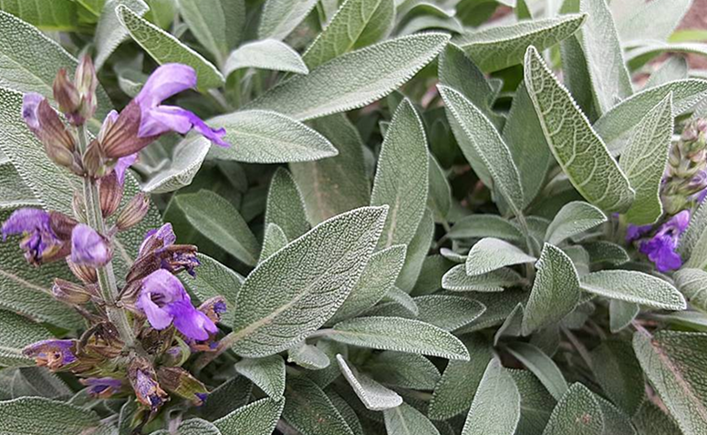 Foto de plantas que amam frio 018 - 22
