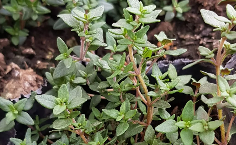Foto de plantas que amam frio 019 - 23