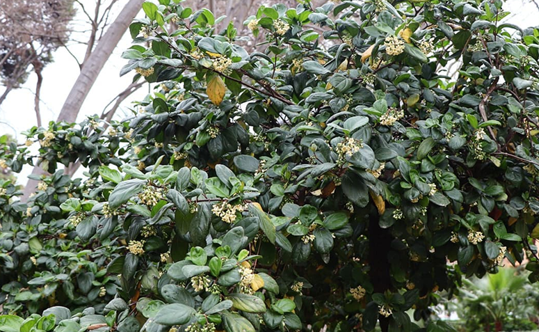 Foto de plantas que amam frio 021 - 24