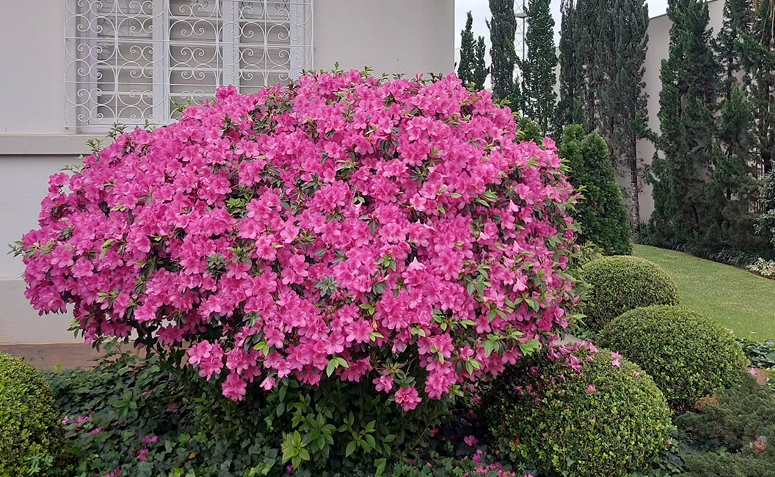 Foto de plantas que amam frio 03 - 3
