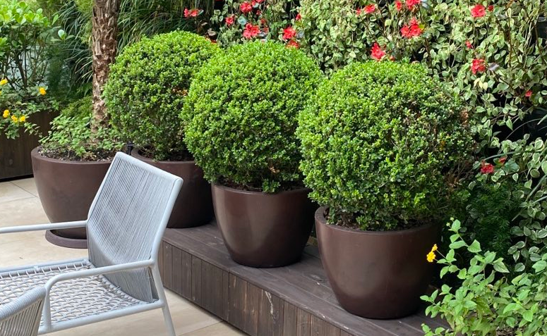 Foto de plantas que amam frio 05 - 5