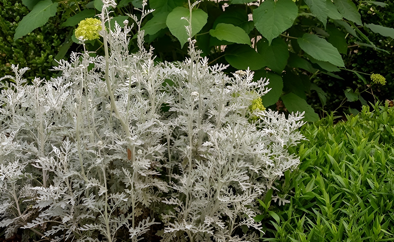 Foto de plantas que amam frio 06 1 - 7