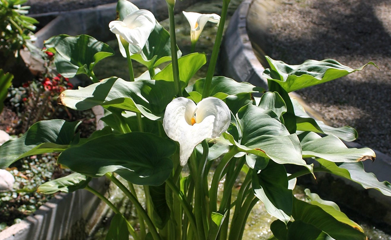 Foto de plantas que amam frio 07 - 11
