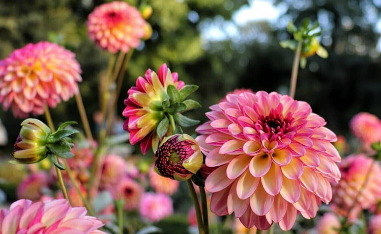 Foto de plantas que amam frio 08 - 12