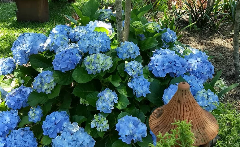 Foto de plantas que amam frio 09 1 - 13