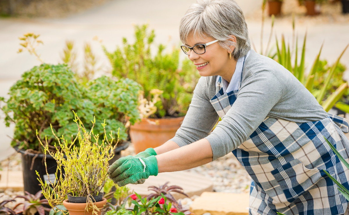 Cuidar de plantas faz bem: como esse hábito ajuda a viver mais e melhor