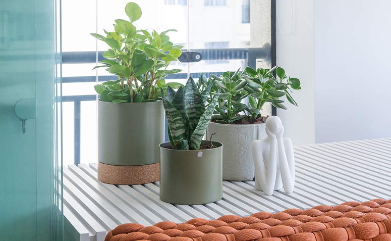 Foto de cuidar de plantas ajuda a viver mais 05 - 6