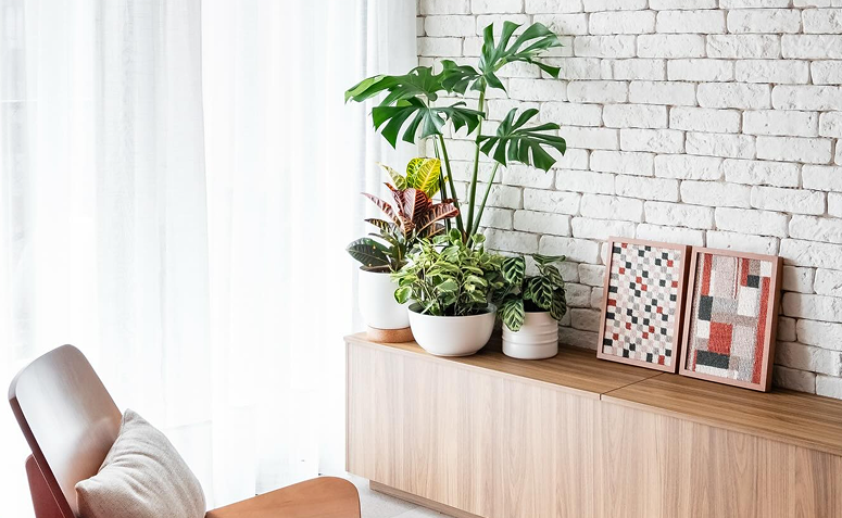 Foto de cuidar de plantas ajuda a viver mais 06 - 7