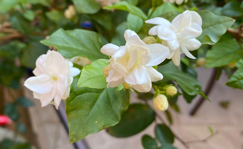 Foto de plantas que atraem amor 06 - 1