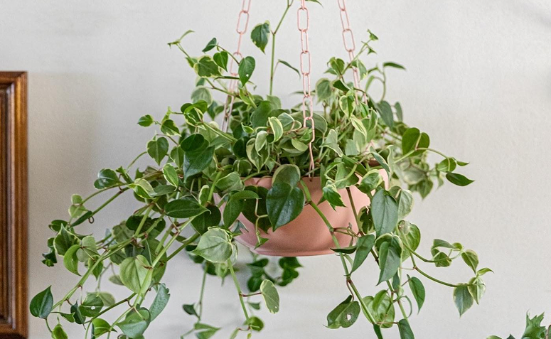 Foto de plantas que atraem amor 07 - 11