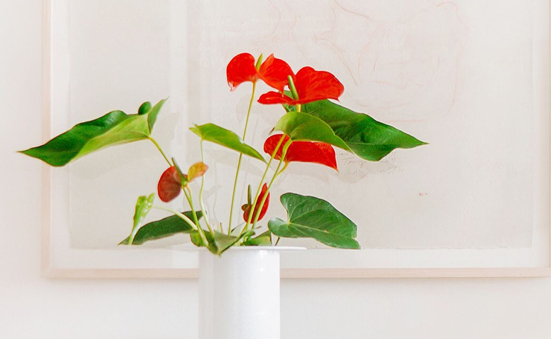 Foto de plantas que atraem amor 08 - 5