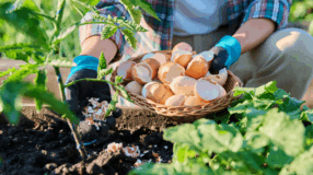 Foto de casca de ovo nas plantas 00 - 3