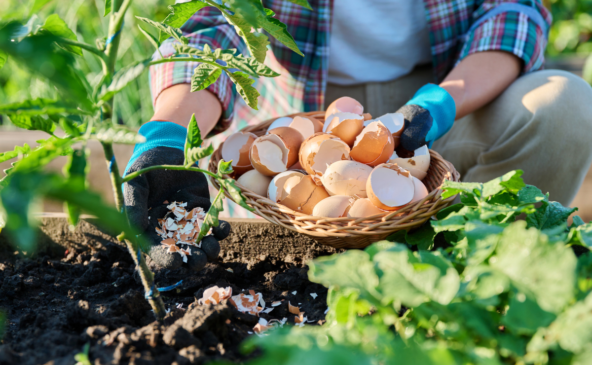 Casca de ovo nas plantas: truque funciona mesmo?