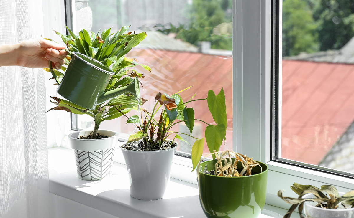 Como saber se sua planta está triste (e o que fazer agora mesmo)