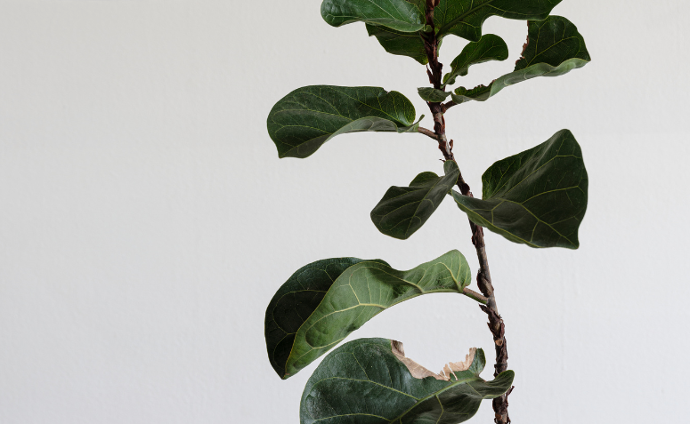 planta com crescimento inclinado, sinal de busca por luz natural e falta de nutrientes