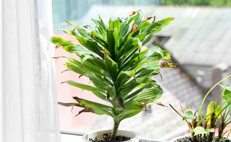 plantas com folhas queimadas e bordas secas por excesso de sol direto