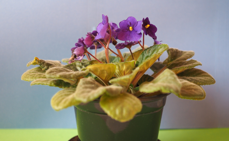 folhas amareladas em violeta-africana, sinal de excesso de água ou deficiência de luz