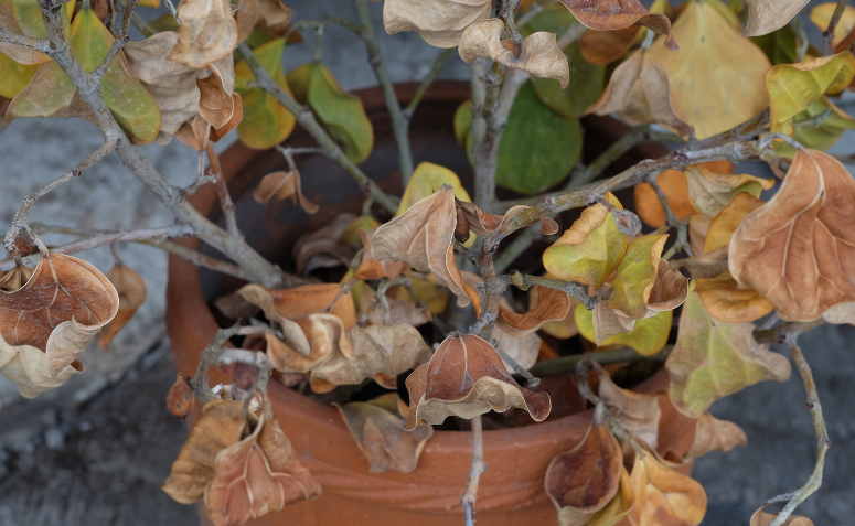 folhas secas e murchas em planta de vaso, sinal de estresse por falta de água ou luz