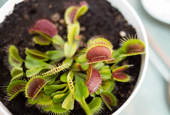 Dioneia: a planta carnívora que pode viver na sua casa