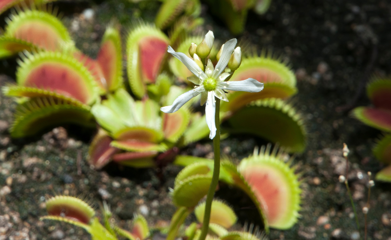 Haste floral da dioneia com flores brancas delicadas em destaque.