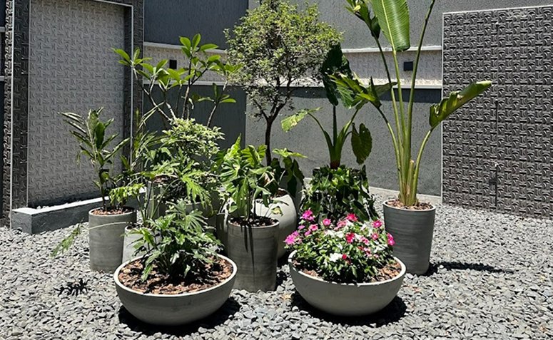 vasos com plantas decorativas que precisam de cuidado para não gerar água parada